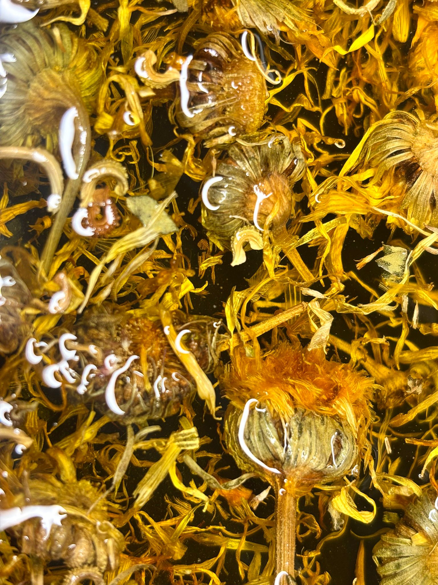 Calendula and botanical oils used in North Channel tallow crèmes